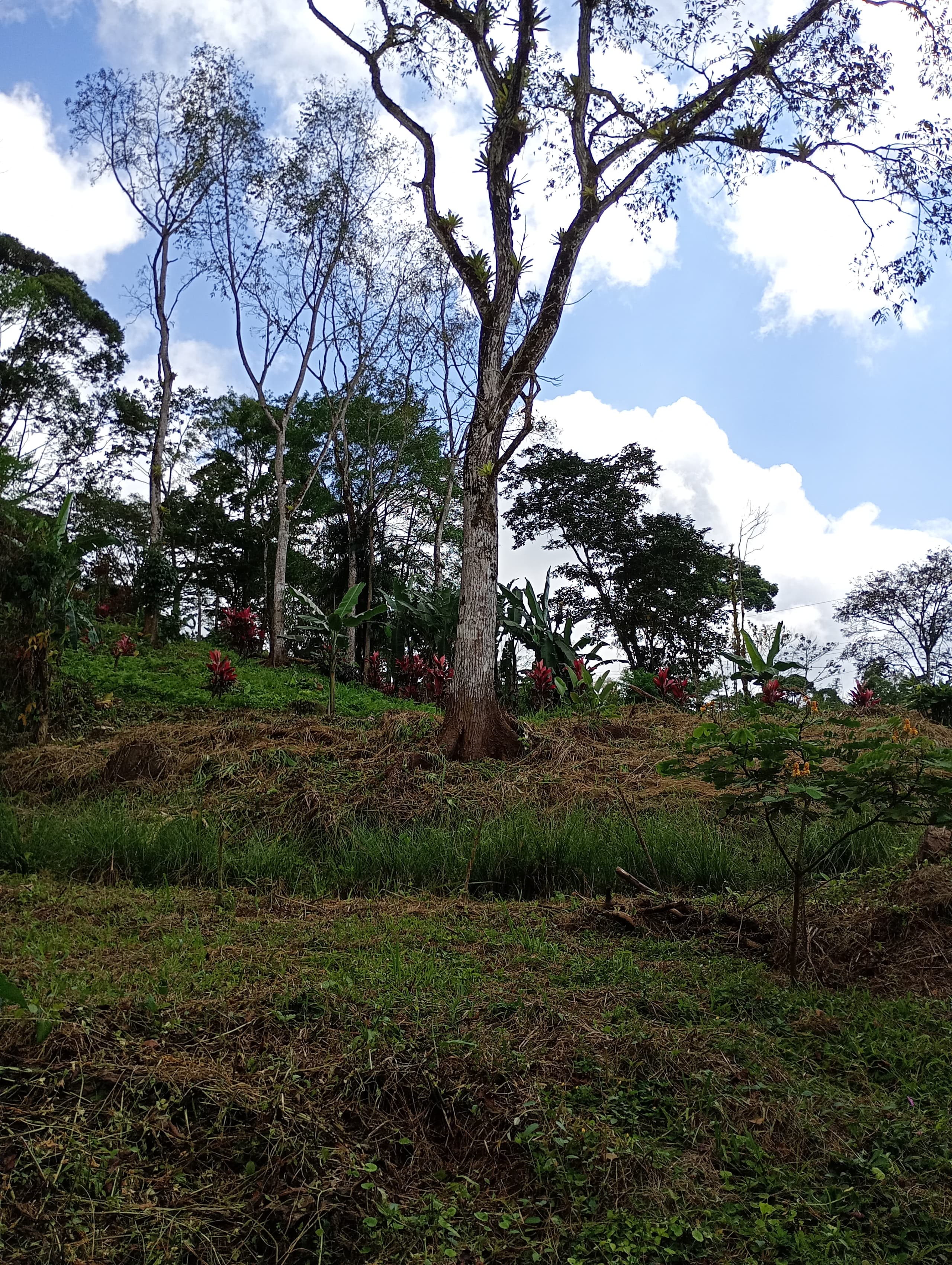 Mature cedro forest on Lot 4